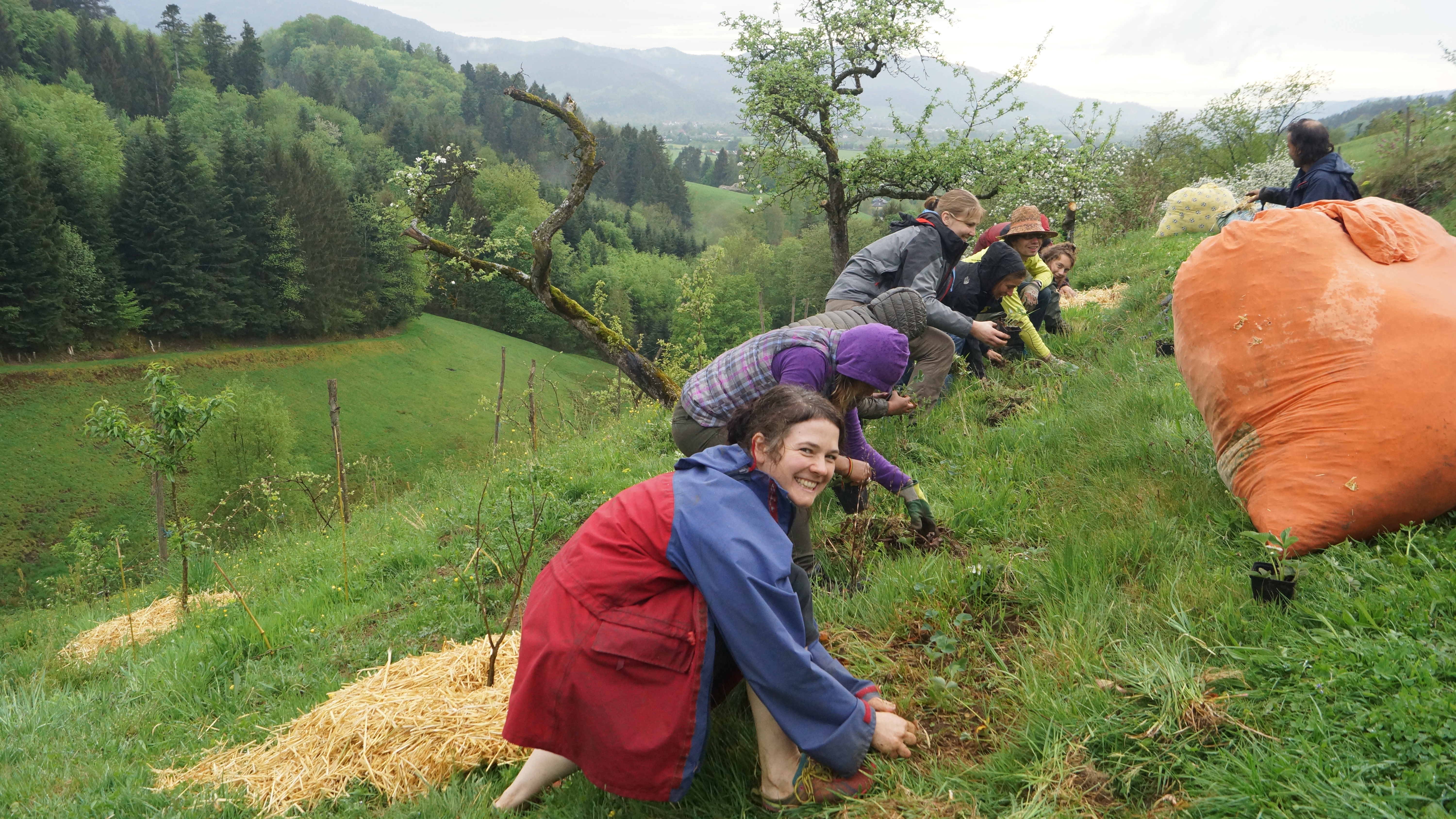 Planting of strawberries and protection by mulching during the Werkeltagen.